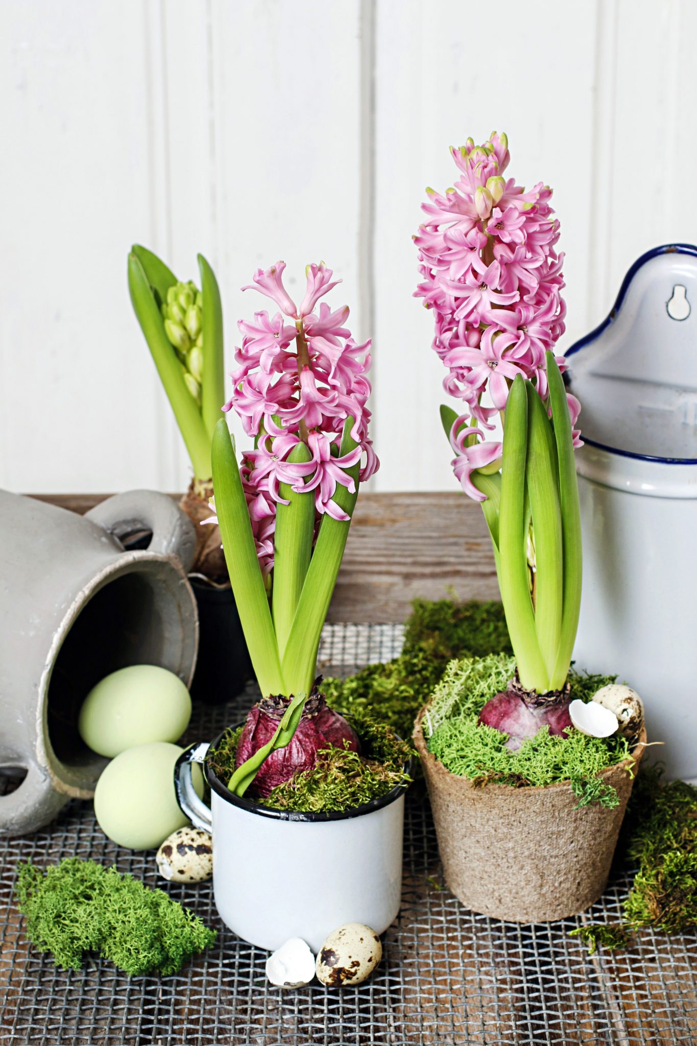 How To Force Hyacinth Bulbs Indoors Town Country Living