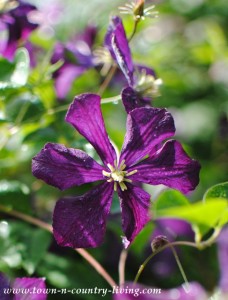 Perennial Flowers in My Garden - Town & Country Living