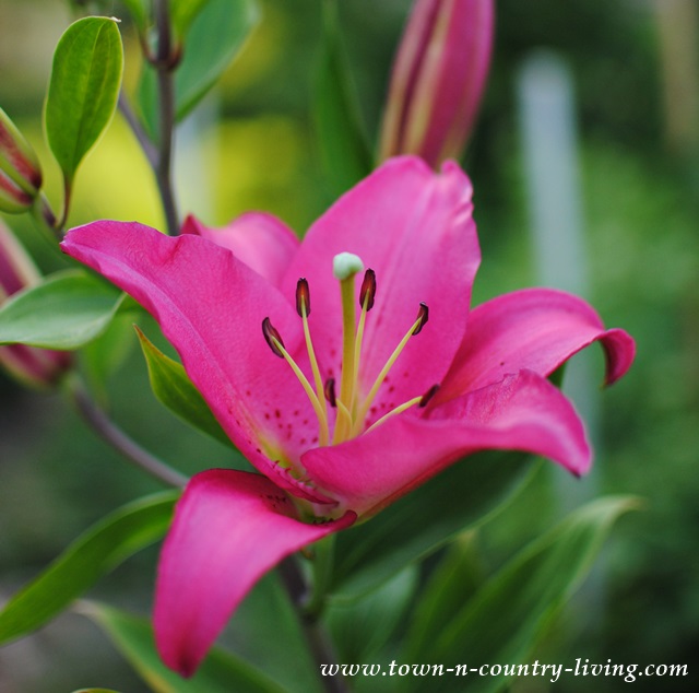 Beautiful Oriental Lilies in the Garden - Town & Country Living