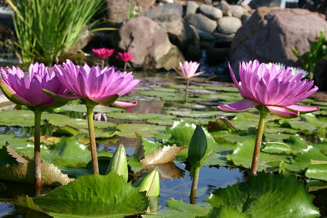 Water Lilies The Jewels Of The Water Garden Town Country Living