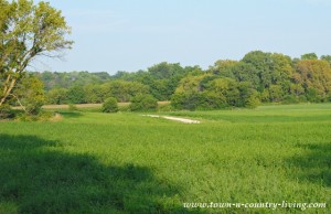 A Nature Walk with the Butterflies - Town & Country Living