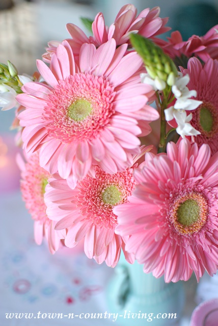 Why I Love Pink Gerbera Daisies - Town & Country Living
