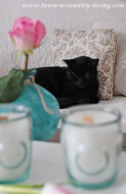 Felix the Cat during our candle making session