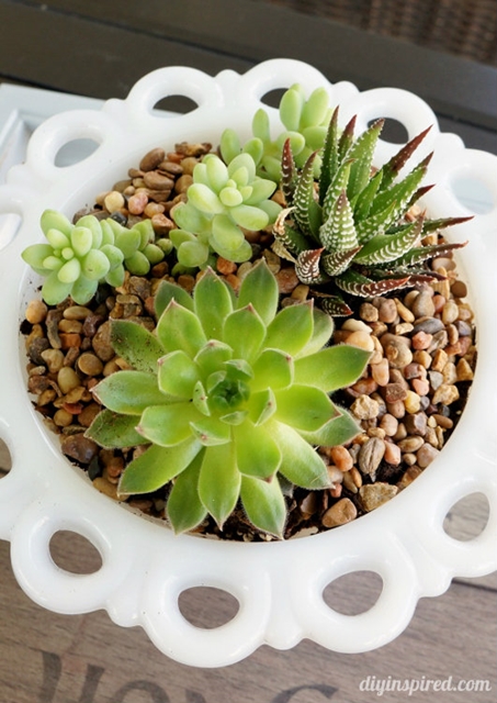 Thrift Store Planter for Succulents