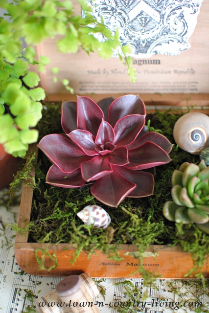 Succulents planted in cigar boxes