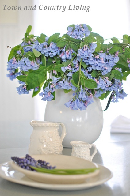 Virginia Bluebells in Enamelware Pitcher. See more arrangements of farmhouse flowers.