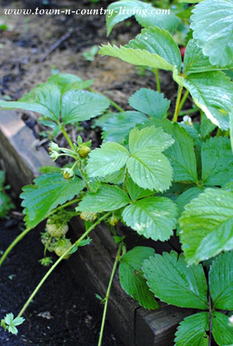 Growing Strawberries  Tips on Planting Strawberries – Bonnie Plants