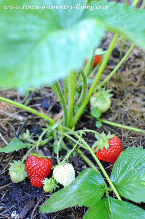 Tips for Growing Strawberries