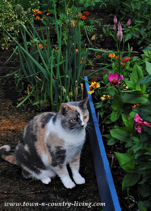 Calico Cat in the Garden