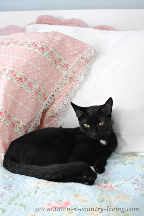 Bella the Kitty Enjoying Silk Pillowcases