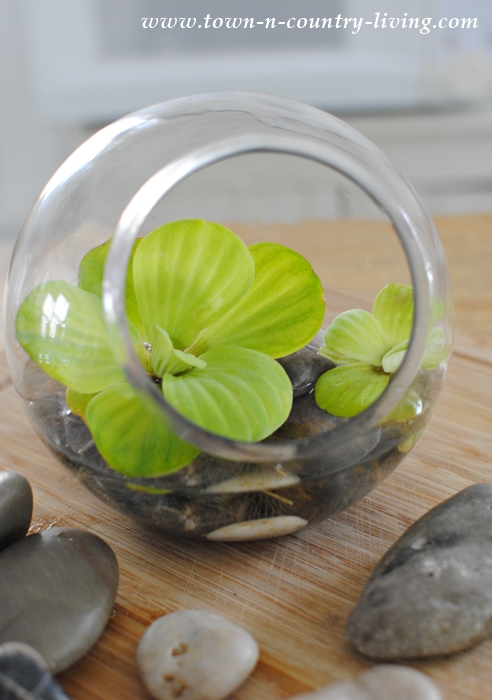 How to Create a Simple Water Lettuce Arrangement