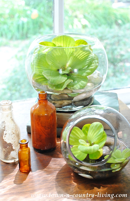 Water Lettuce Arrangement. Be Sure to Place in a Sunny Location.