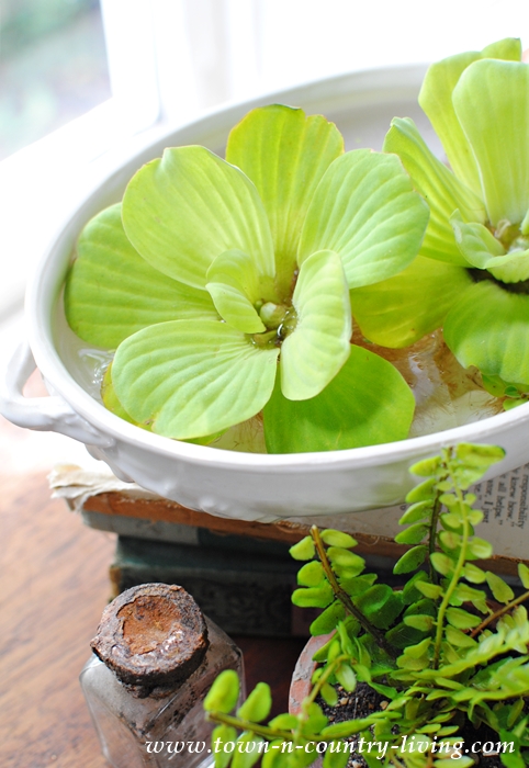 Water Lettuce in a White Bowl