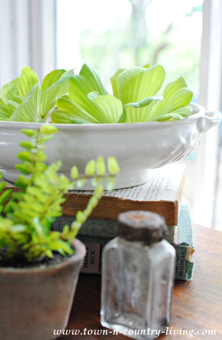 How to Create a Water Lettuce Arrangement