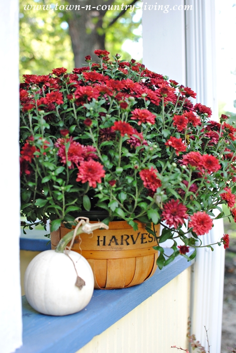 Fall Mums in a Harvest Basket
