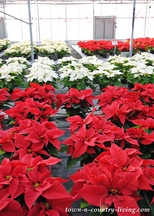 How to Care for Poinsettias