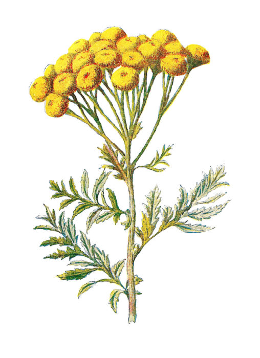 Tansy Wildflower