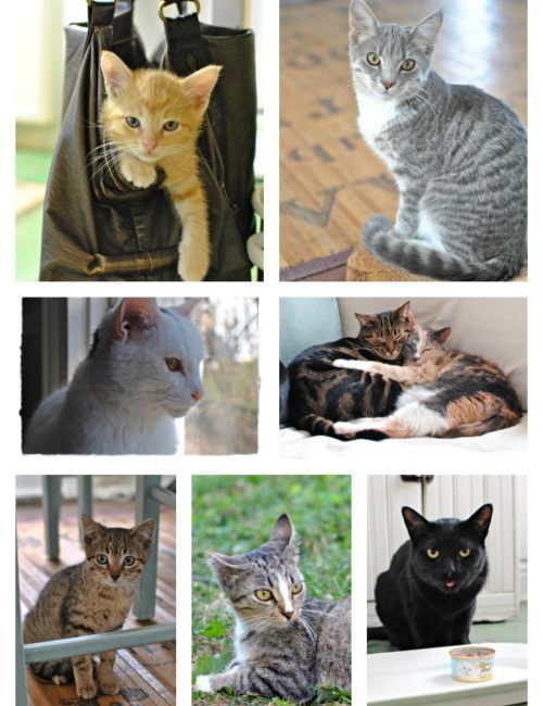 Kitty Collage. Just a few of the furry friends we've helped.