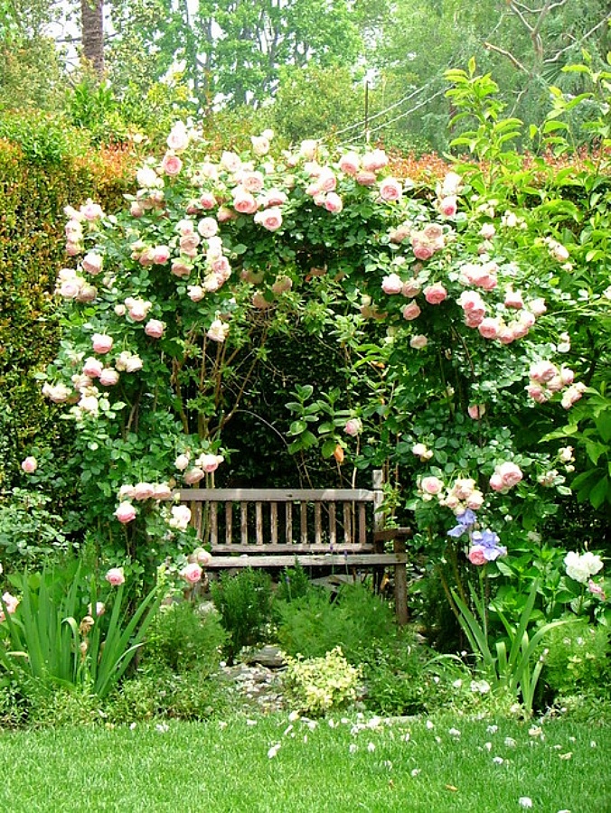 Pink rose arbor