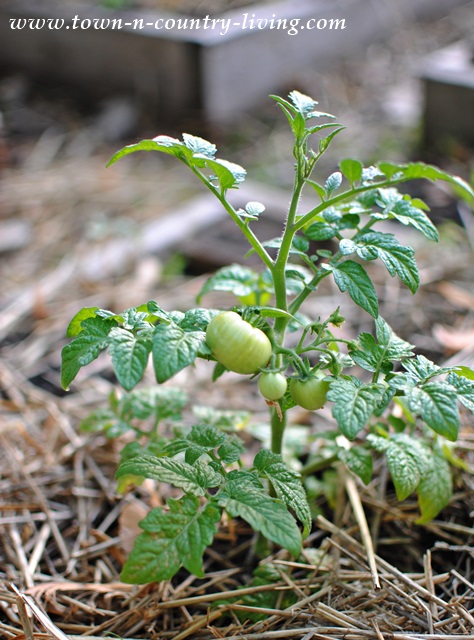 easy gardening tips, growing tomatoes, vegetable garden
