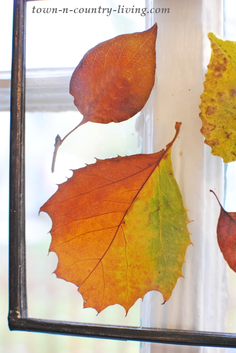 Pressed Fall Leaves - Window Art
