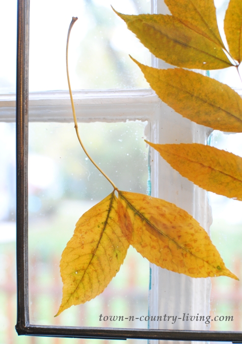 Pressed Fall Leaves - Window Art