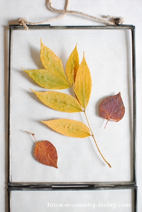 Colorful Fall Leaves for Craft Projects