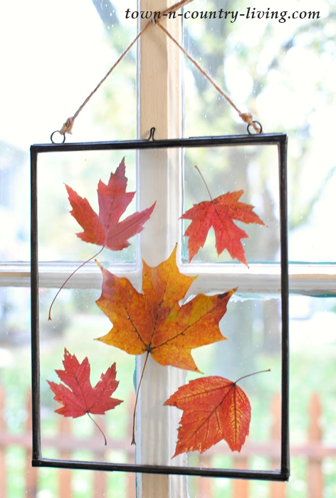 Pressed Fall Leaves - Art for the Window