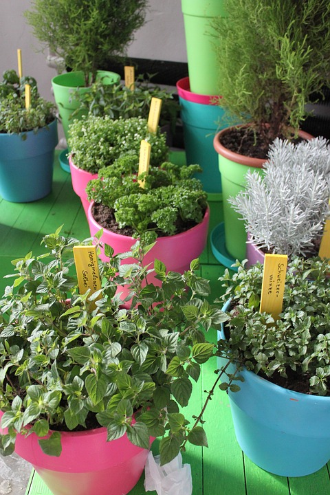 Grow herbs indoors for fresh seasonings