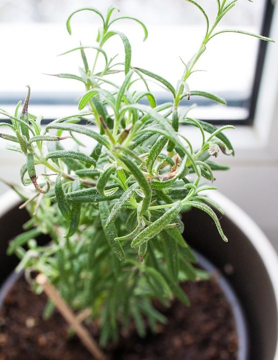 Rosemary - how to grow herbs indoors