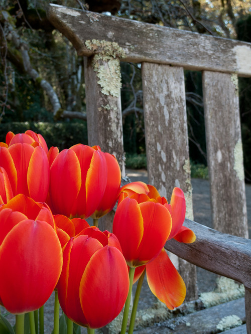 Red Tulips Near Picket Fence