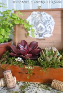 Favorite Houseplants to Filter the Air - Town & Country Living