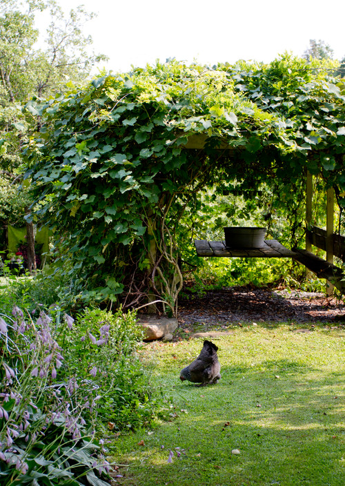 Vines and greenery in a country garden