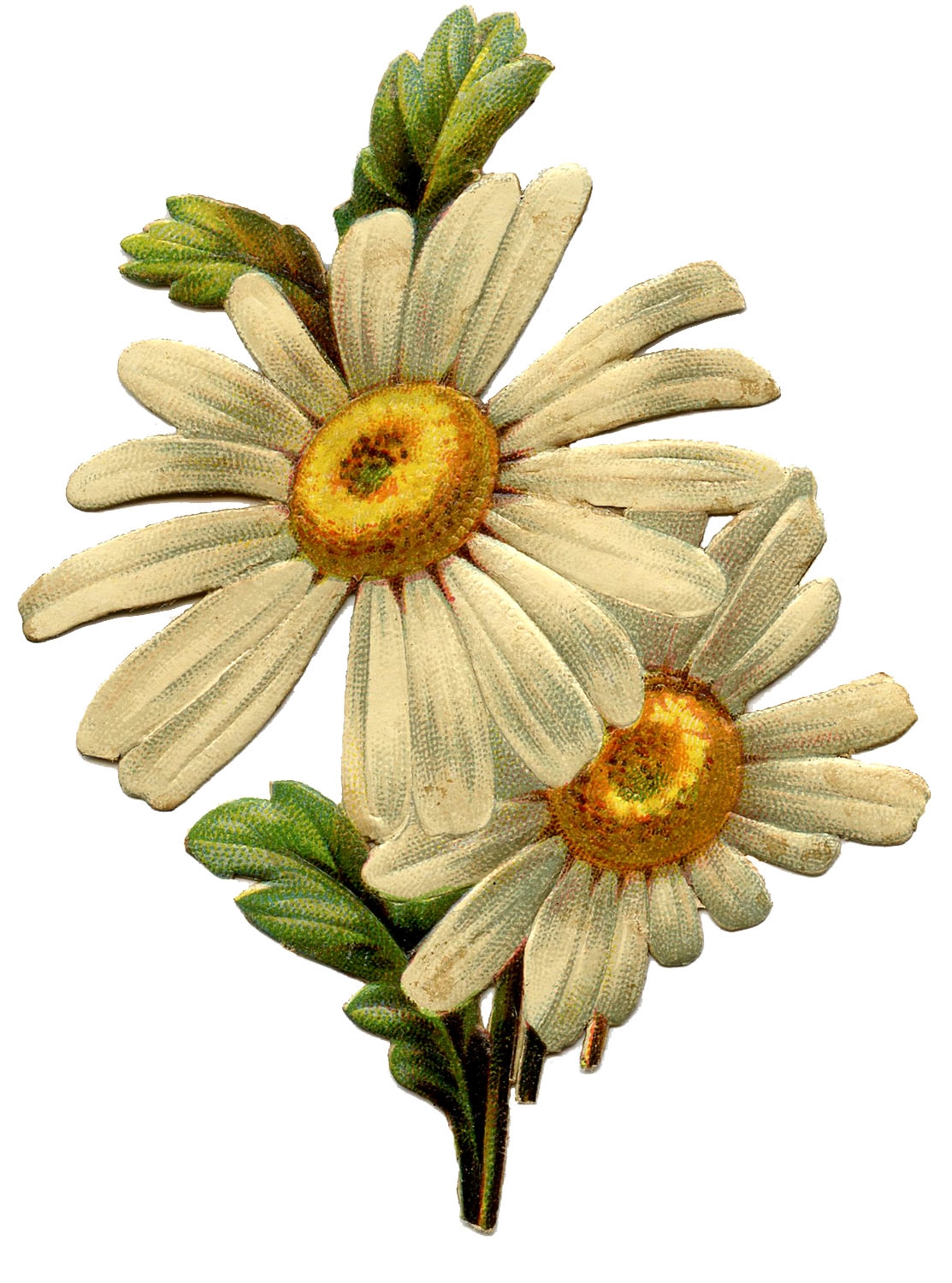 Daisy Printables for Summer Art Town & Country Living
