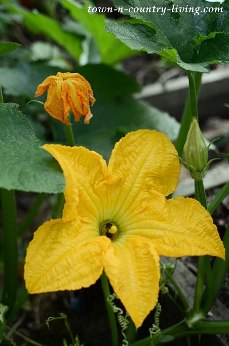 Blooming Squash in a Vegetable Garden