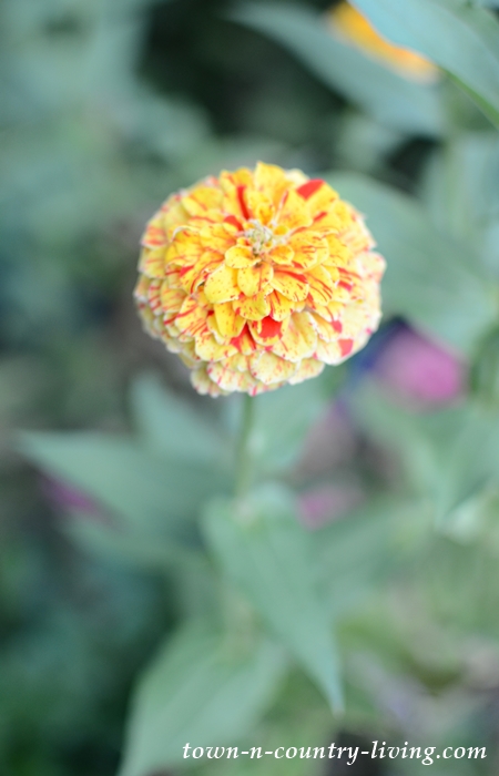 Speckled Zinnia in a Late September Midwest Garden