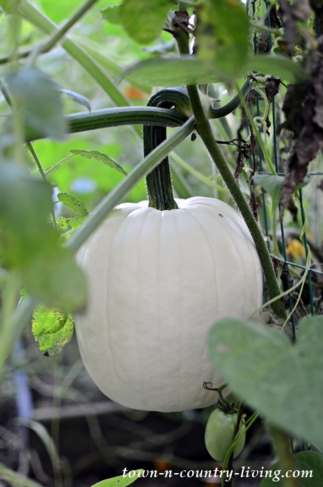 White Pumpkin Growing in a Late September Garden