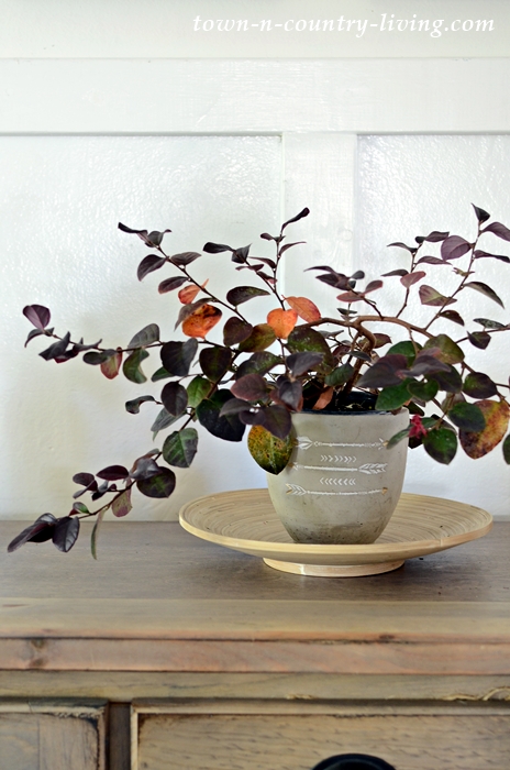 Chinese Plant for Fall Decor