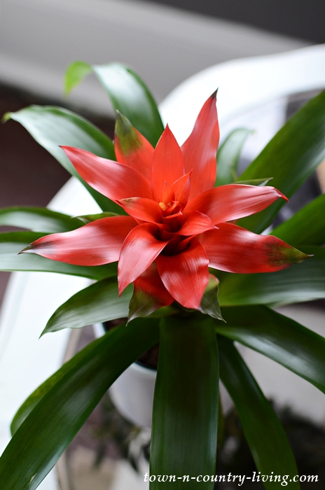 Bromeliad - Decorating with Plants in the Family Room