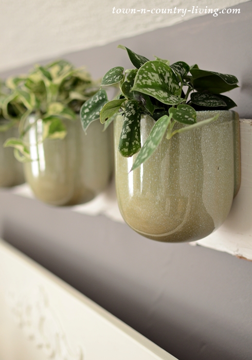 Hanging Planters with Philodendron Plants