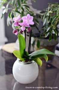 Why You Need Healthy Houseplants in Your Life | Town & Country Living