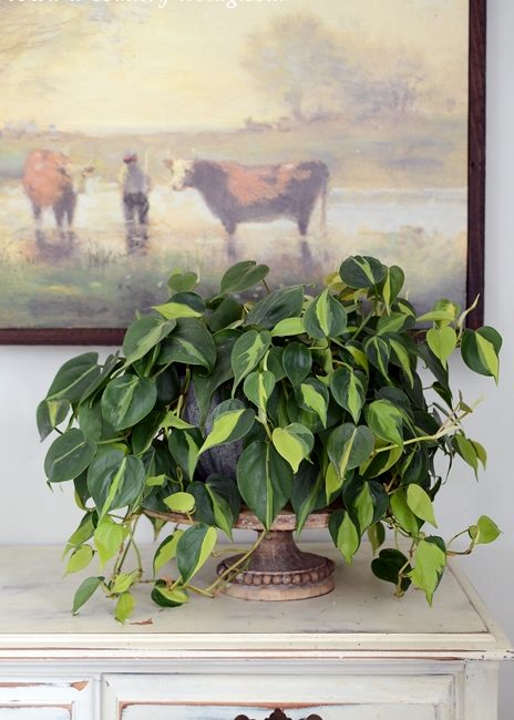 Philodendron Brasil. A Beautiful, Easy-to-Grow Plant
