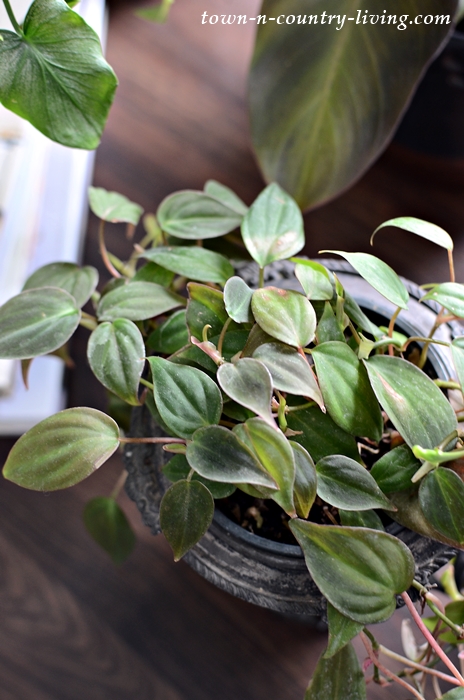 Easy Houseplants to Grow - Philodendron Micans