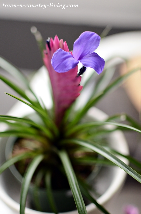 Flowering Tillandsia Cyanea - Easy Houseplants