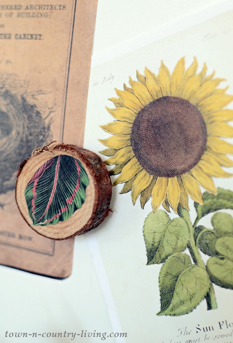 Nature Inspired Wood Slice Magnets