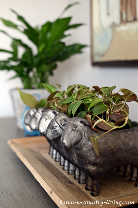 Philodendron Micans in Sheep Planter