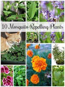 10 Mosquito Repelling Plants for Your Garden - Town & Country Living