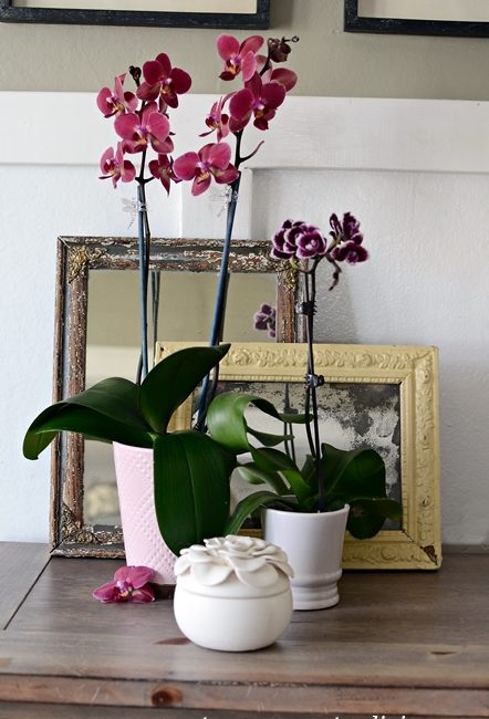 Tips for Growing Orchids Indoors