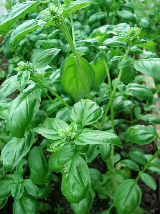 Basil in the garden - mosquito repelling plants