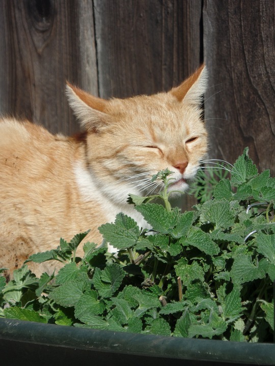 Catnip in the Garden